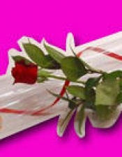 Single Rose In Cylinder - $15
